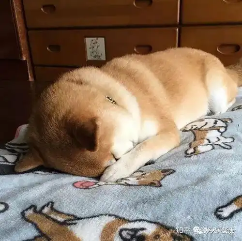 每天和橘猫一起混的柴犬,竟然以为自己就是一只喵
