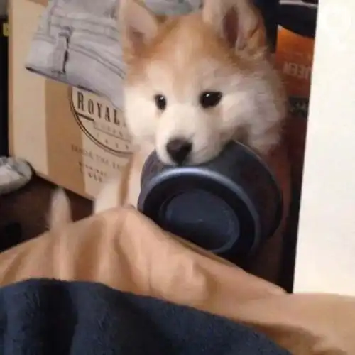 云养猫猫狗勾

