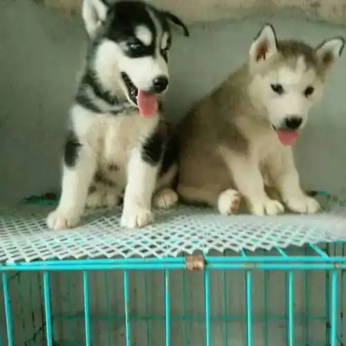 黑白双煞求带走
