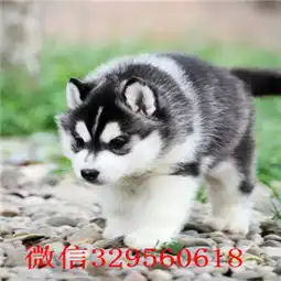 深圳哈士奇哪里能买到纯种健康的哈士奇幼犬双蓝眼三火哪里有二哈图片哈士奇价格
