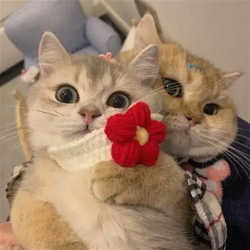 可爱猫咪情头总结了一些特别有幸福感的小事
