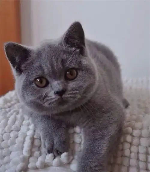 蓝猫一年发情几次,俄罗斯蓝猫一年清几次
