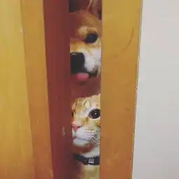 这家人养了一只橘猫,一只橘柴,又来了一只橘鼠日本萌宠
