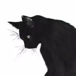 求这只猫的情侣头像
