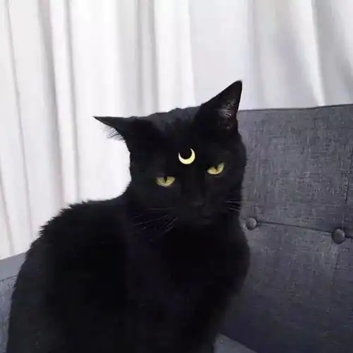 橘猫7周独行40英里,找到原主人却不进门,猫你为什么要抛弃我
