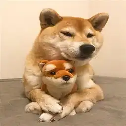 柴犬微信头像高清猥琐搞笑2018不想养狗也不想养猫想养你

