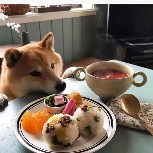 比起ins那只最惨陪吃员柴犬君,柯基邦德才是让你羡慕的狗
