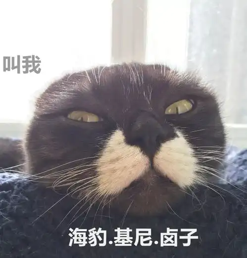 这只猫不会撒娇,却获得超多猫奴的喜欢,原来是因为猫圈话题

