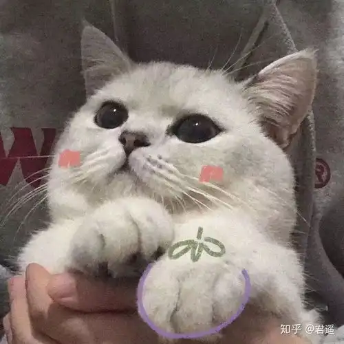 有没有沙雕的动物头像
