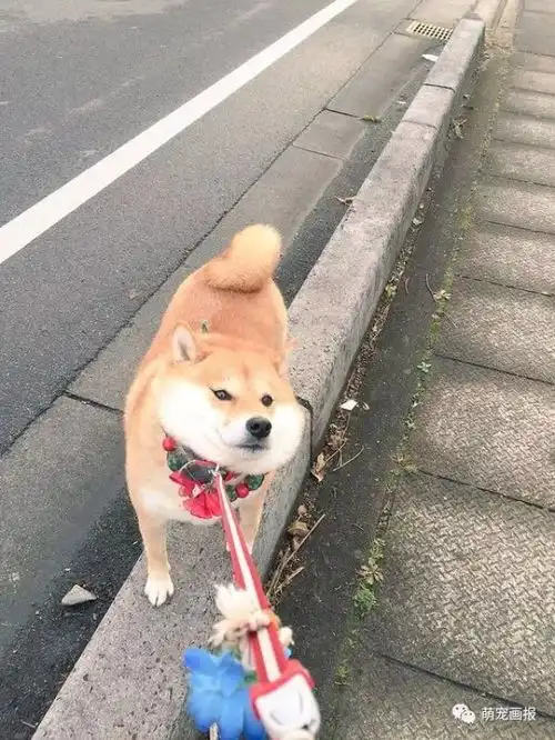 可爱的柴犬照片集锦,呆呆的萌样子好可爱
