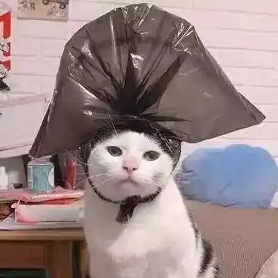 头像今日,宜吸猫

