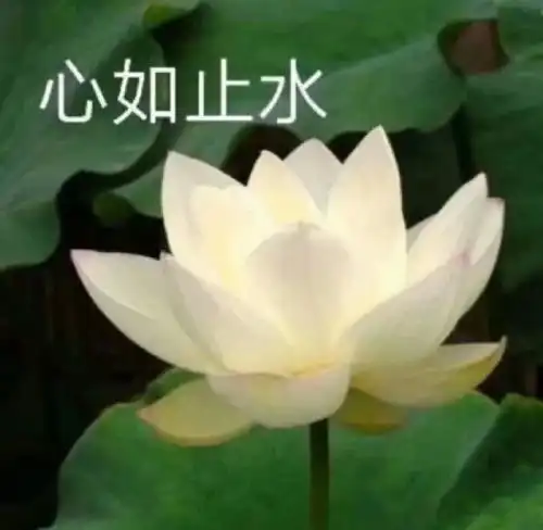 看完550亿的工厂,我把刚抢的iphone挂闲鱼了
